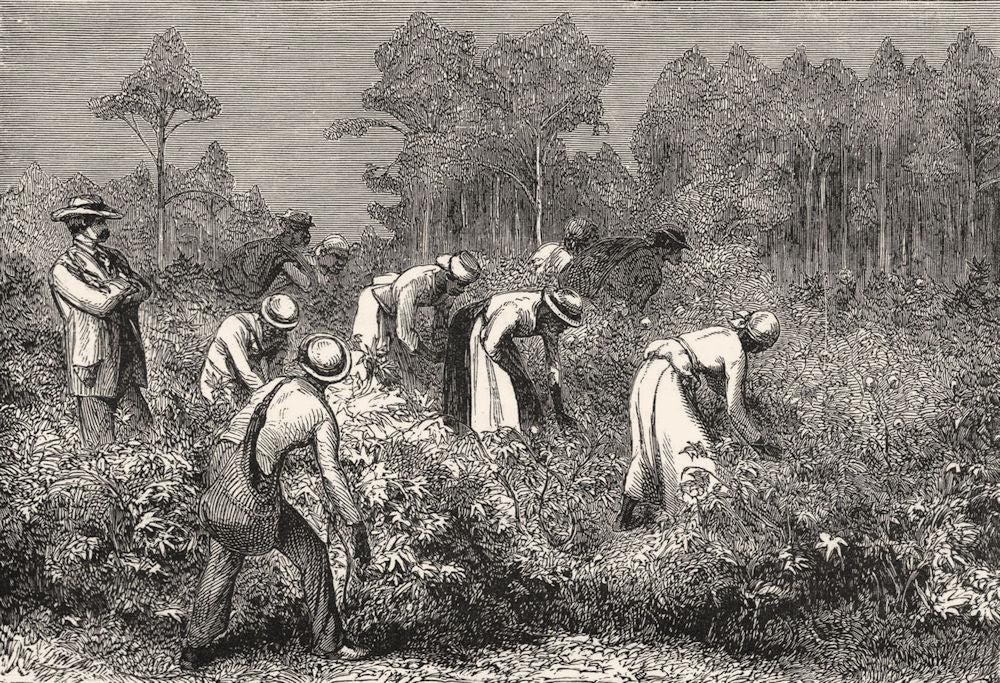 USA. Picking Cotton c1880 old antique vintage print picture